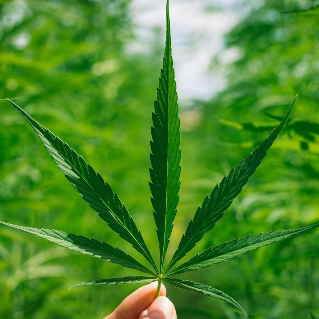 Medical Marijuana in Thailand