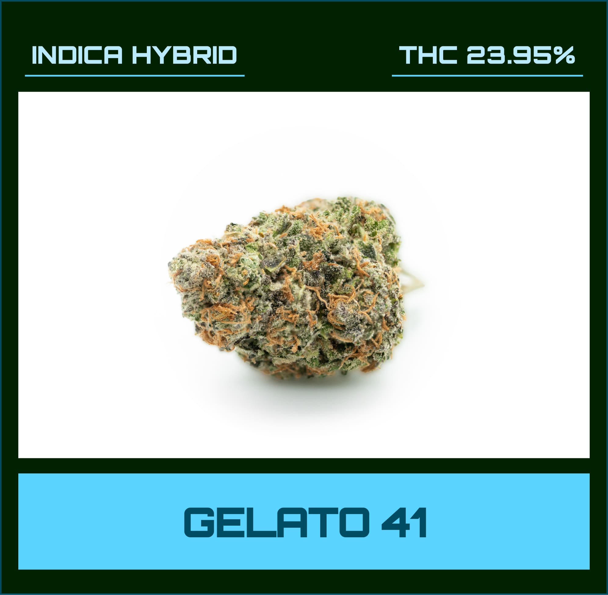 Gelato 41