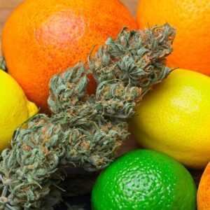 cannabis terpenes 101