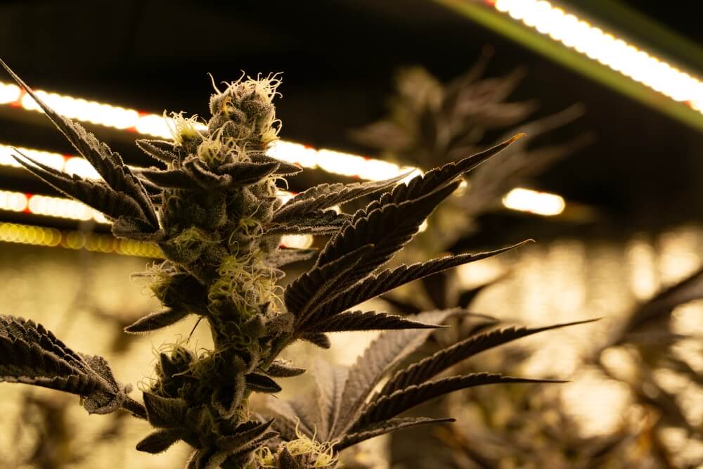 Thailand Travel Guide For Cannabis