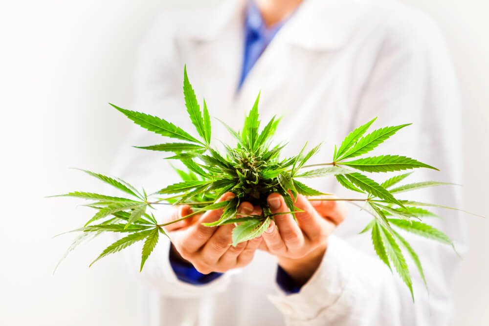 Top Medical Marijuana Strains For Chronic Pain Relief In 2025