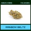 RAINBOW BELTZ